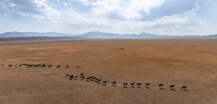 Herd of horses, Aerial view, Vast empty landscape at the mountain lake Song Kul in autumn, Moldo Too Mountains, Naryn region, Kyrgyzstan