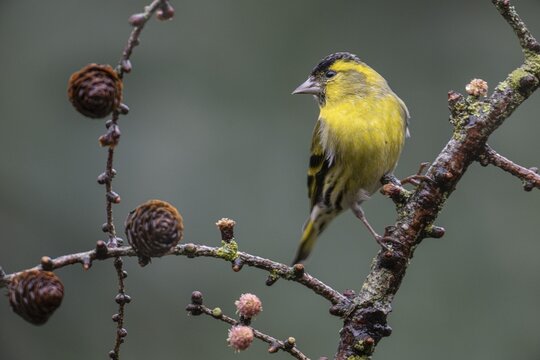 Eurasian siskin (Carduelis spinus), Emsland, Lower Saxony, Germany