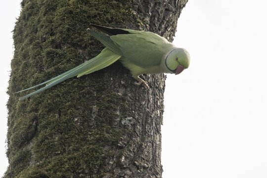 Rose-ringed parakeet (Psittacula krameri), Speyer, Rhineland-Palatinate, Germany