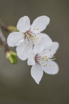 Myrobolane (Prunus cerasifera), blossom, Speyer, Rhineland-Palatinate, Germany