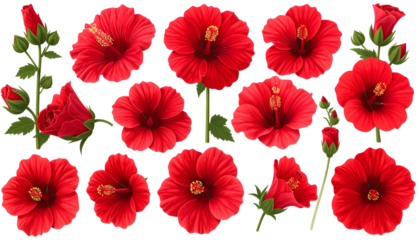 A collection of vibrant red hibiscus flowers, buds, and leaves on a black background