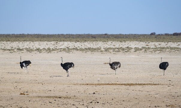 African ostrich (Struthio camelus), Three adult males and one female standing in a row at the same distance from each other, Nebrowni waterhole, Etosha National Park, Namibia