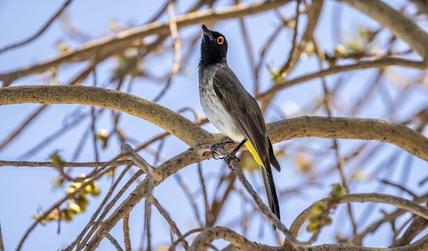 Fire-eyed Bulbul (Pycnonotus nigricans) sitting on a branch in a bush, Etosha National Park, Namibia