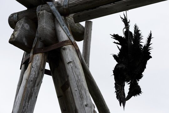Dead raven, hung up as a deterrent, Drangsnes, Westfjords
