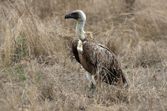 White-backed vulture (Gyps africanus), adult, alert, on ground, Sabi Sand Game Reserve, Kruger National Park, Kruger National Park, South Africa