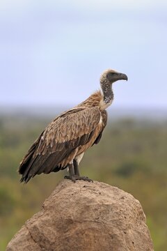 White-backed vulture (Gyps africanus), adult, alert, on rocks, Sabi Sand Game Reserve, Kruger National Park, Kruger National Park, South Africa