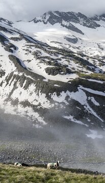 Sheep on a mountain meadow in front of a mountain landscape, high fog in the valley, behind mountain peak Dosso Largo and glacier Schlegeiskees, Berliner H&ouml;henweg, Zillertal Alps, Tyrol, Austria