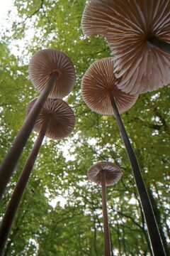 Long-stemmed garlic dwindler (Marasmius alliaceus), from below, lamellae, Hesse, Germany
