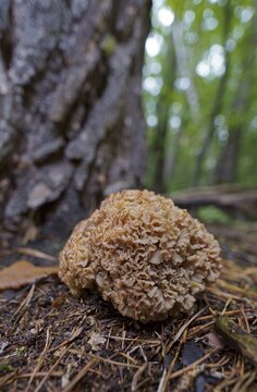 Wood cauliflower fungus (Wood Cauliflower crispa), Hesse, Germany