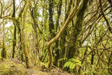 Laurel forest, cloud forest, Anaga Mountains, Tenerife, Canary Islands, Spain
