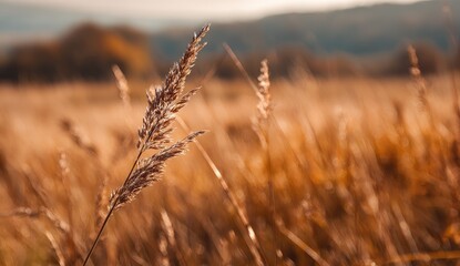 Close-up of golden grasses in a field, with a blurred backdrop of trees