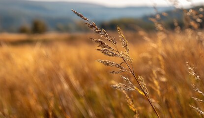 Golden grasses in focus with a blurred field and distant hills bathed in sunlight