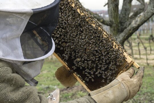 Honey bees (Apis), beekeeper holding frame, bees sitting on honeycomb in frame, Baden-W&uuml;rttemberg, Germany