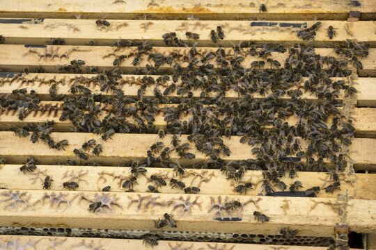 Honey bees (Apis) sitting on frames with honeycombs in a beehive, Baden-W&uuml;rttemberg, Germany