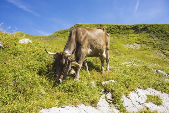 Dairy cow, Allg&auml;u Brown Swiss, domestic cattle (Bos primigenius taurus), on an alpine meadow on the Nebelhorn, near Oberstdorf, Allg&auml;u Alps, Allg&auml;u, Bavaria, Germany