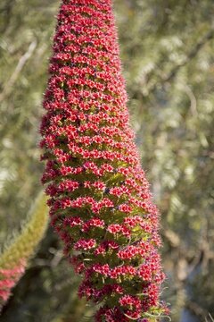 Wild viper's bugloss (Echium wildpretii), flowering, Teide National Park, Tenerife, Canary Islands, Spain