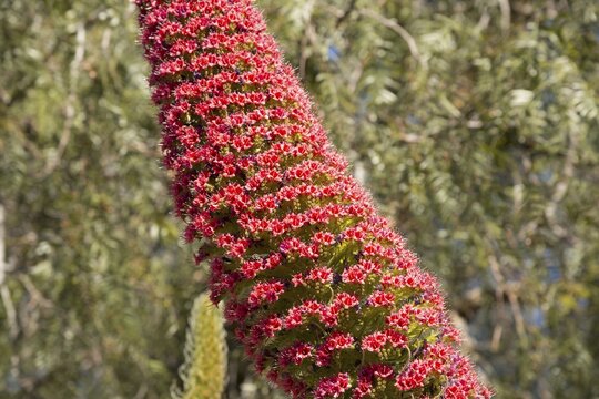 Wild viper's bugloss (Echium wildpretii), flowering, Teide National Park, Tenerife, Canary Islands, Spain