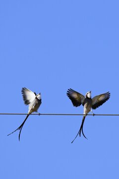 Courtship display of a couple of Streamer-tailed Tyrant (Gubernetes yetapa), Serra da Canastra National Park, Minas Gerais, Brazil