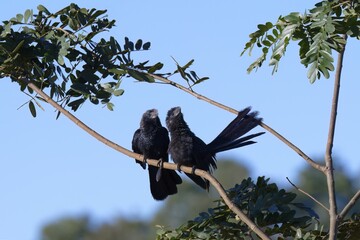 Smooth-billed Ani (Crotophaga ani) on a branch with chick, Serra da Canastra National Park, Minas Gerais, Brazil