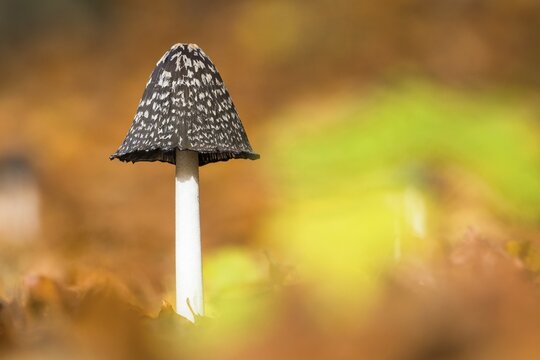Magpie fungus (Coprinopsis picacea), Hesse, Germany