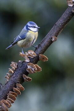 Blue Tit (Parus caerulea), Emsland, Lower Saxony, Germany