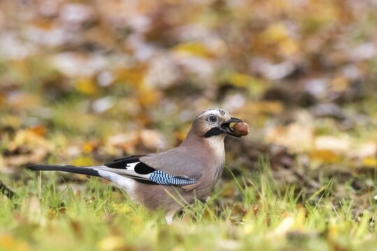Eurasian jay (Garrulus glandarius) with acorn in its beak, Hesse, Germany