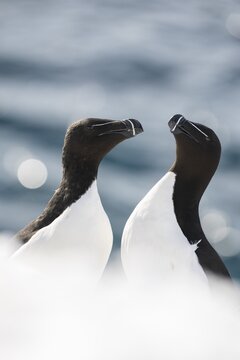 Two razorbills (Alca torda) in the snow, Hornoya Island, Horn&oslash;ya, Vard&oslash;, Varanger Peninsula, Troms og Finnmark, Norway