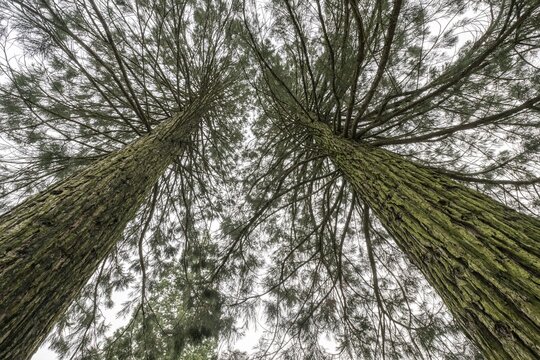 Mountain sequoias (Sequoiadendron giganteum), Grafschaft Bentheim, Lower Saxony, Germany