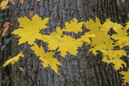 Autumn leaves of Norway maple (Acer platanoides), Grafschaft Bentheim, Lower Saxony, Germany