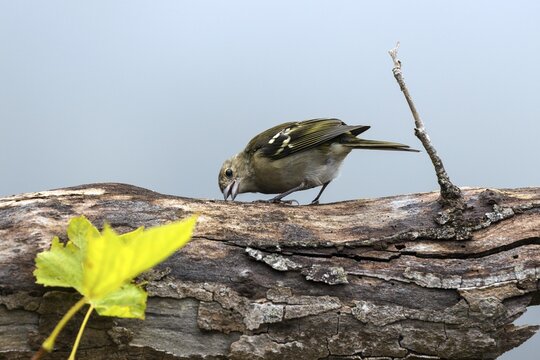 Madeiran chaffinch (Fringilla coelebs maderensis), sitting on a branch and sharpening its beak, Madeira, Portugal