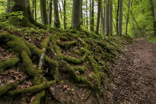 Tree roots, forest path, Wiesensteig, Swabian Alb, Baden-W&uuml;rttemberg, Germany