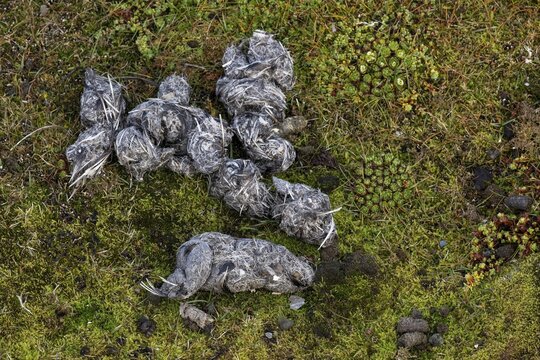 Polar bear faeces with feather, eggshell and bone remains, Down Islands, Dun&oslash;yane Archipelago, Spitsbergen, Svalbard, Norway