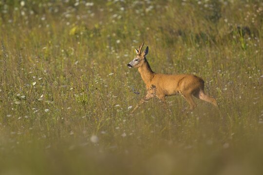 Roe deer (Capreolus capreolus), roebuck running through a flower meadow, Illertal, Upper Swabia, Baden-W&uuml;rttemberg, Germany