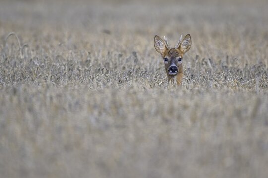 Roe deer (Capreolus capreolus), roebuck looking out of a cornfield, Illertal, Upper Swabia, Baden-W&uuml;rttemberg, Germany