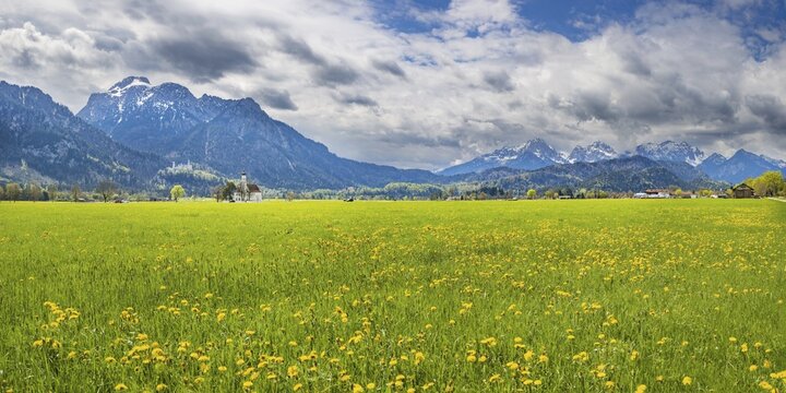 Blooming dandelion meadow, behind pilgrimage church St. Coloman, Neuschwanstein Castle and the S&auml;uling, 2047m, Allg&auml;u, Bavaria, Germany