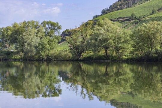 The Moselle near Briedel, Cochem-Zell district, Rhineland-Palatinate, Germany
