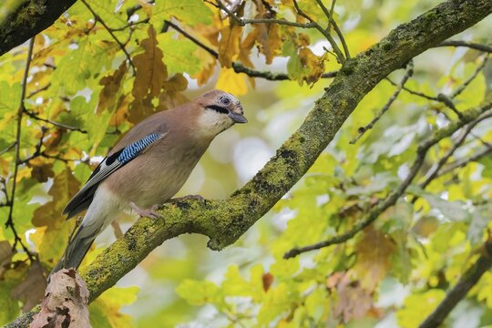 Eurasian jay (Garrulus glandarius) on dead branch, autumnal foliage colouring, Hesse, Germany