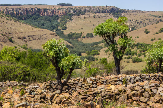 Highveld Cabage trees, growing in mysterious abundant ancient ruins in the South African veld.
