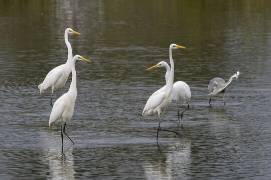 Great egret (Ardea alba), group, fishing, Hesse, Germany