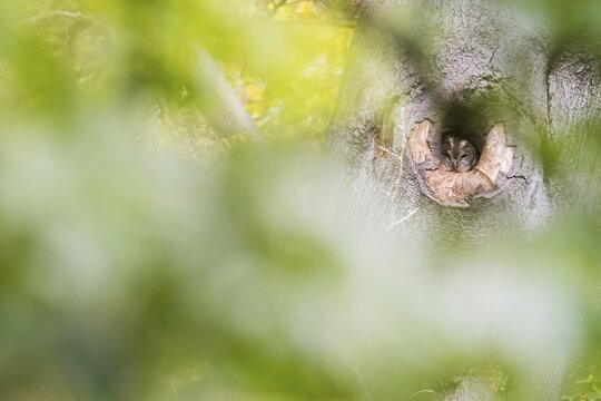 Tawny owl (Strix aluco) looking out of its tree hollow, autumnal ambience, Hesse, Germany