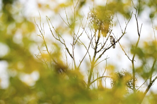 Steppe buzzard (Buteo buteo), sitting on branch, Hesse, Germany