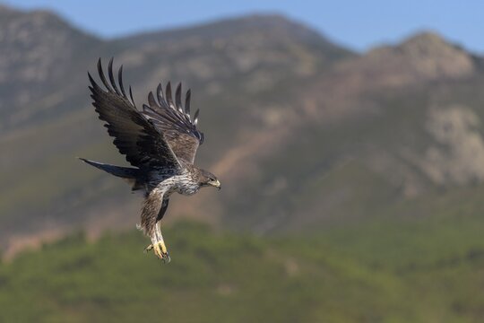 Bonelli's eagle (Aquila fasciata), in flight in a mountain landscape, Caceres, Extremadura, Spain