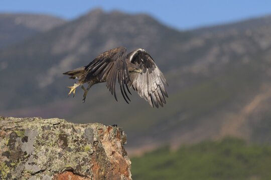 Bonelli's eagle (Aquila fasciata), taking off from a lichen-covered rock in a mountain landscape, Caceres, Extremadura, Spain