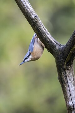 Eurasian nuthatch (Sitta europaea), Emsland, Lower Saxony, Germany