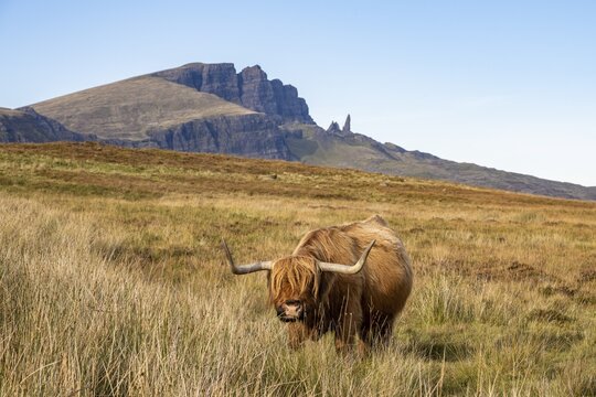 Scottish Highland Cattle (Bos taurus) on a pasture, In the back rock formation Old Man of Storr, Isle of Skye, Inner Hebrides, Scotland, Great Britain