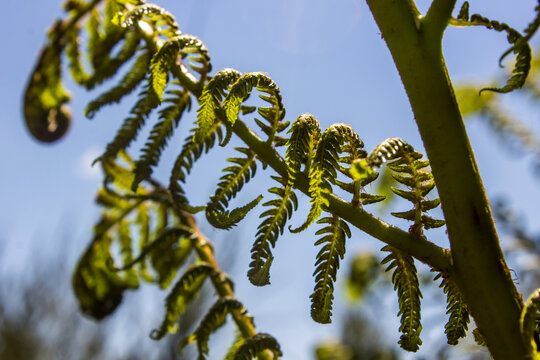 Close-up of fonds of a tree fern, back-lit by the afternoon sun.