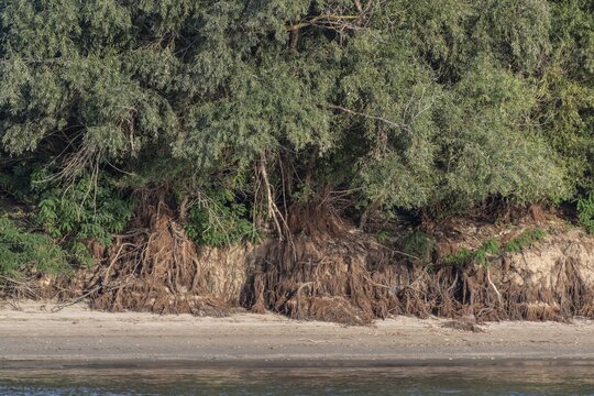 White willows (Salix alba) with exposed roots on the banks of the Danube, Romania