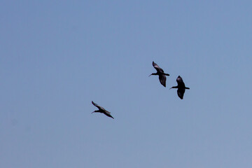 Three Southern bald Ibises in flight