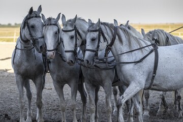 Horse and cart, 4 horses (Equus caballo), portrait, Dunapataj, Puszta, Hungary