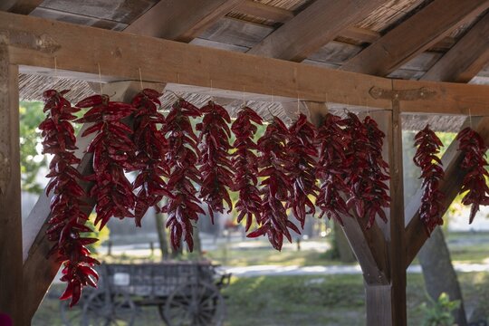 Sweet pepper (Capsicum), hung to dry, Dunapataj, Hungary